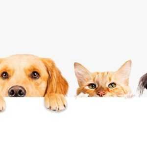 Accesorios para mascotas personalizadas