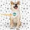 Pañoleta con collar para mascotas pequeñas – Personalízala con nombre o diseño